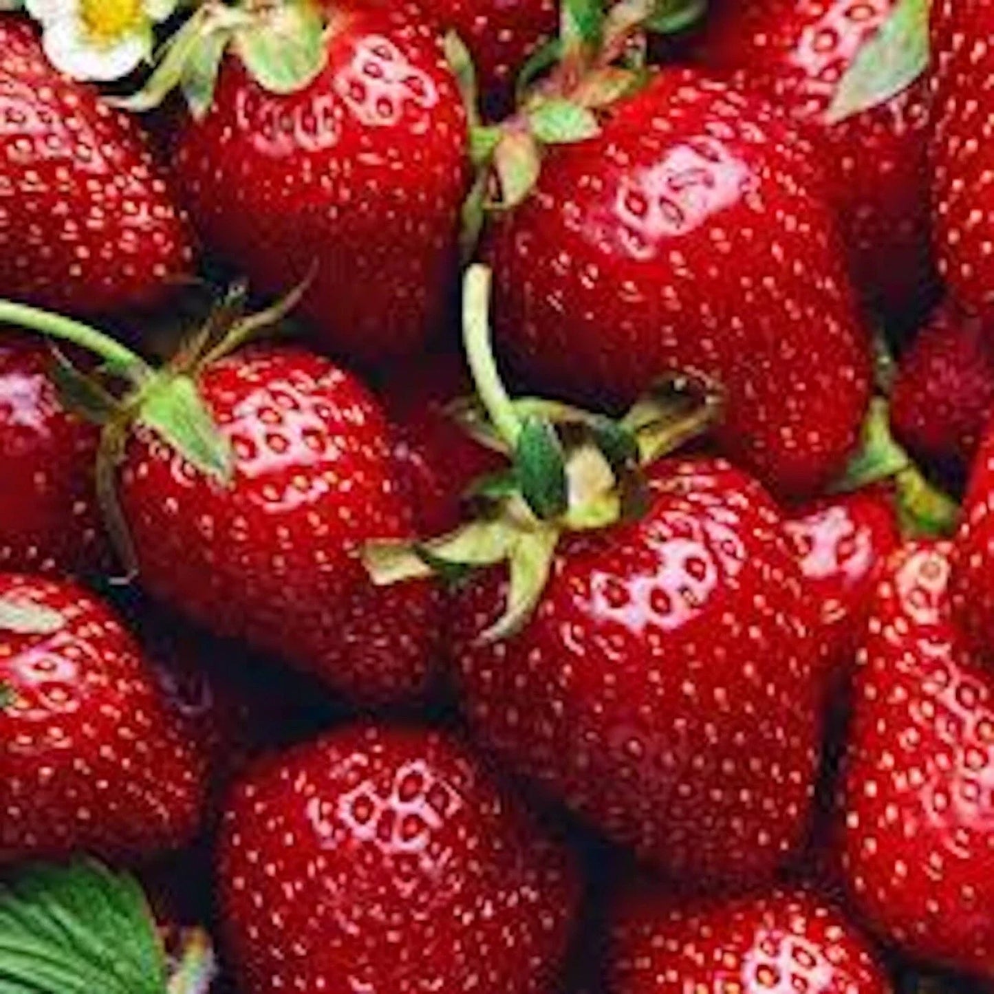 Allstar Junebearing Strawberry Plant - 3 Bare Root Perennial, Sweet Berries (Fragaria × ananassa), 8-10" Tall, Full Sun