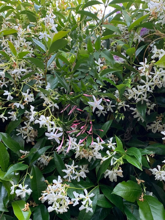 Butterfly Vines Combo - 2 Organic Live USA Star & Polyanthum Cuttings - Jasmine Plants for Garden or Indoor Use
