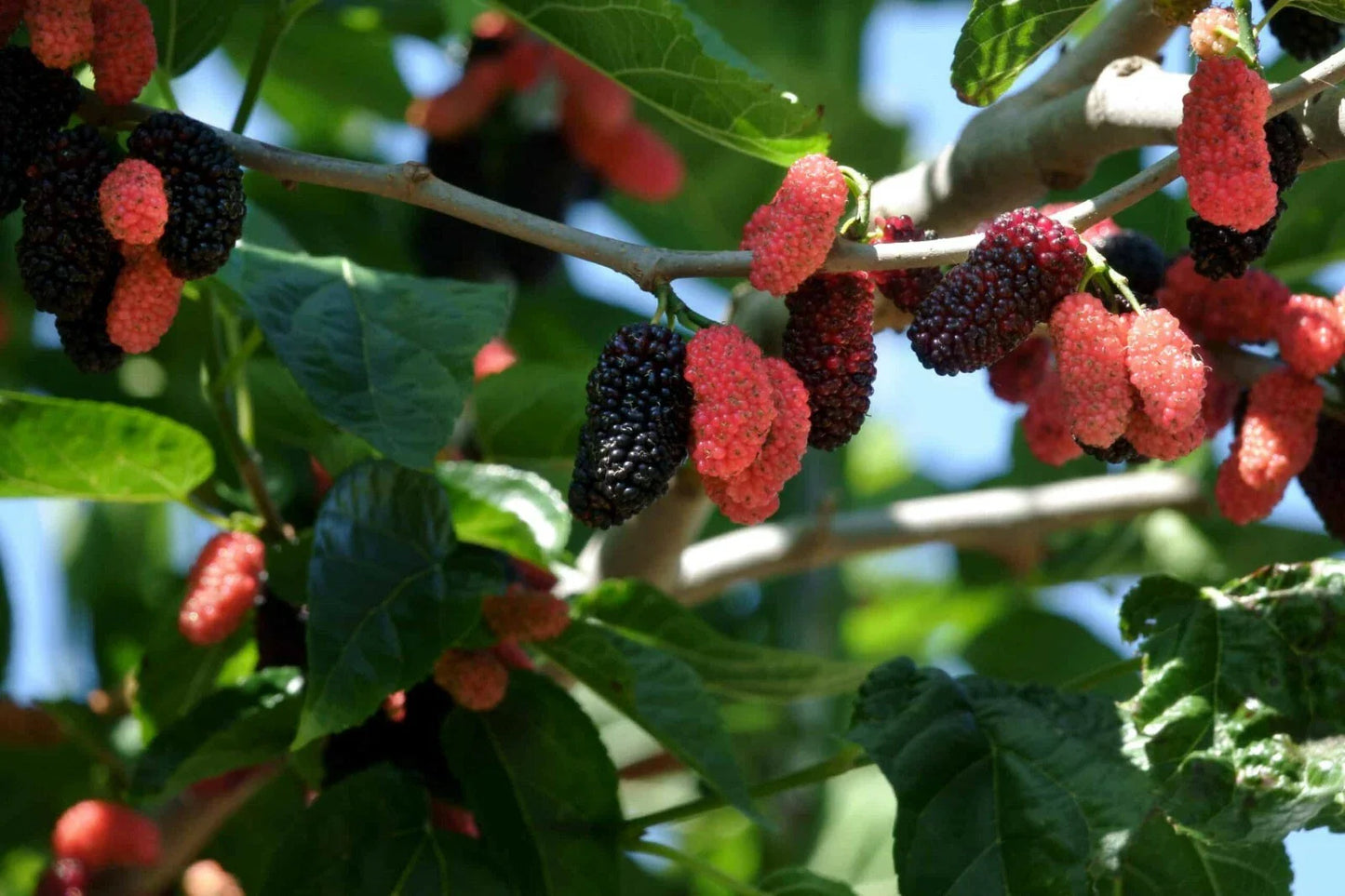 Dwarf Everbearing Mulberry Tree Live Plant 3-15 Inches Morus nigra Pesticide Free Fast Shipping