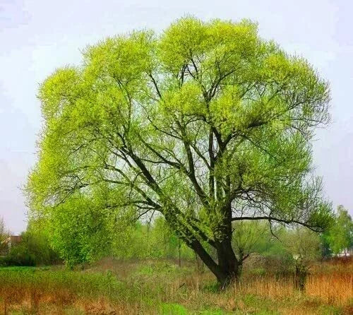 Black Willow Tree Cuttings - 6 Pack - Fast Growing and Attractive - Salix nigra