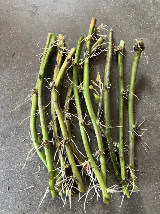 Rooted Sweet Potato Cuttings - 10 Vines Ready to Plant - Ipomoea batatas