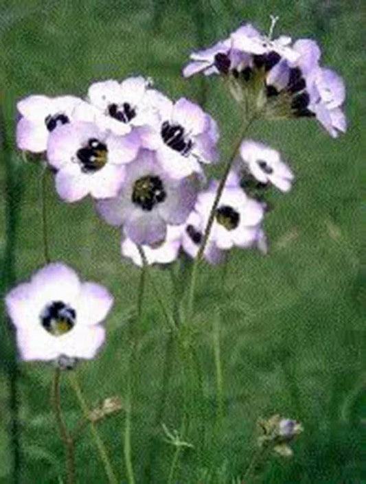 Bird's Eye Gilia Tricolor Seeds - 500 Count - Beautiful Delicate Lavender Blooms - Gilia tricolor