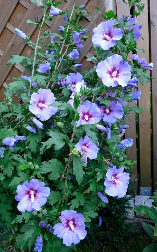 Rose of Sharon Live Plant, Blue Bird Variety, Blue/Violet Flowers, Hibiscus syriacus