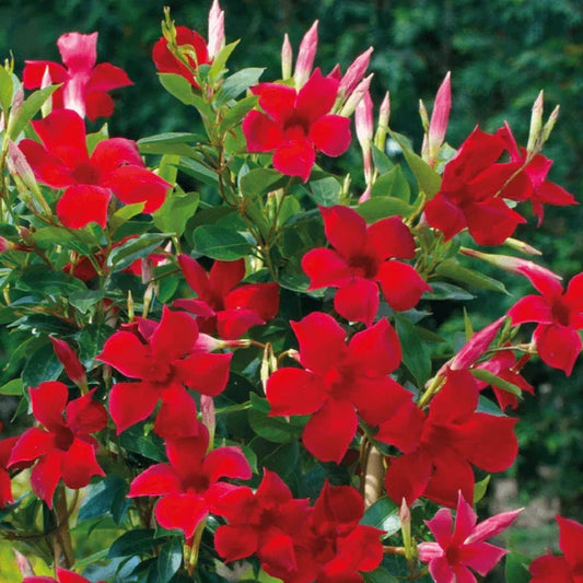 Set of 2 Live Red Mandevilla Vines - 4–6” Tall - No Pot - Mandevilla spp.