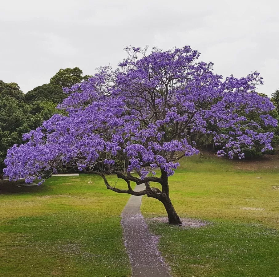 Jacaranda Tree Live Plant 8-10in Blue Flowers Jacaranda Mimosifolia