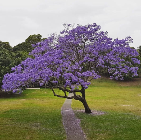 Jacaranda Tree Live Plant 8-10in Blue Flowers Jacaranda Mimosifolia