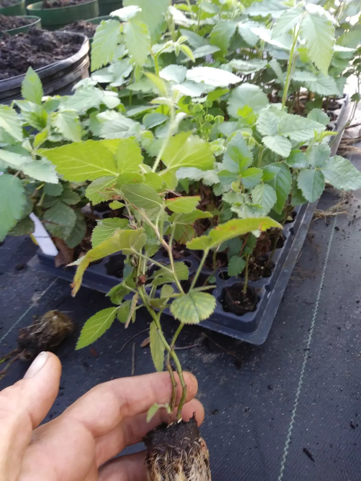 Thornless Blackberry Plant 3-Pack "Sweetie Pie" Non-GMO Pesticide-Free Rubus fruticosus