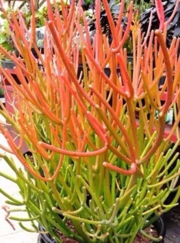 Sticks on Fire Pencil Cactus Cuttings - 5 Fresh Cuttings Euphorbia Tirucalli Succulent - Colorful Indoor Plant Decor