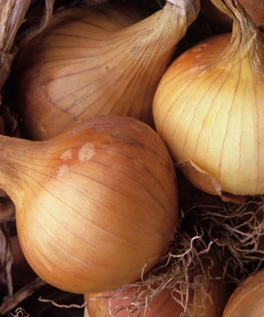 Kelsae Sweet Giant Onion Seeds - 500+ Count - Heirloom Variety - Allium cepa - USA Grown