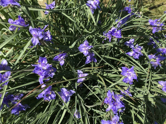 Spiderwort Bulb Rhizome 20 Pack Perennial Purple Flower Tradescantia Widow's Tears