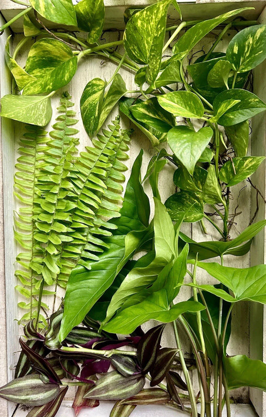 20 Rooted House Plant Cuttings - Four Varieties - Perfect for Propagation - Indoor Plants - Home Decor - Greenery