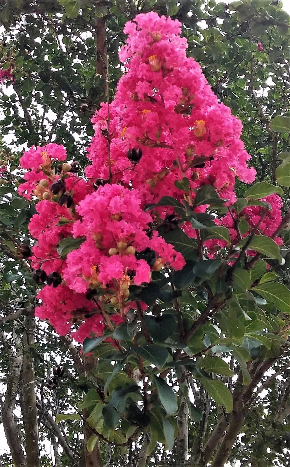 Hot Pink Crepe Myrtle Trees - 2 Live Flowering Rooted Cuttings - Lagerstroemia indica