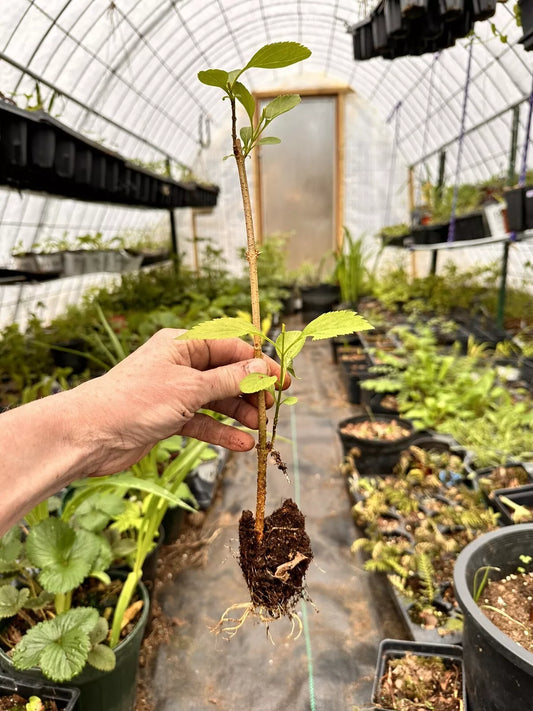 Forsythia Bush Live Plant 10–12” Bare Root | 1–2 Years Old | Early Spring Yellow Flowers | Hardy Fast-Growing Shrub for Landscaping
