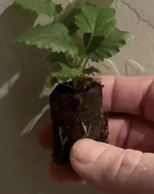 2 Glencoe Thornless Raspberry Plants – Rubus idaeus Live Bare Root Bushes | Easy Grow Berry Shrubs for Patio, Garden, or Orchard