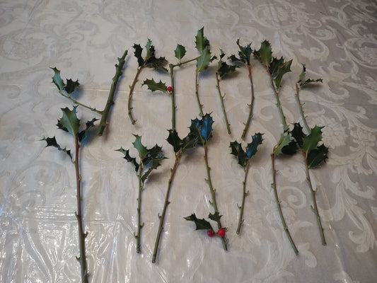 15 American Holly Cuttings (Ilex opaca) | Organic, Fresh, Unrooted | Evergreen Tree Starts | Christmas Holly | Live Plant