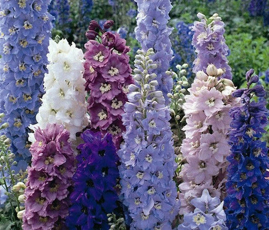 Delphinium Seeds - 25 Perennial Seeds - Magic Fountain Mix - Colorful Garden Flowers - Delphinium elatum