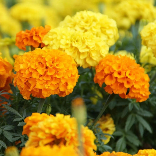 Cracker Jack Mix African Marigold Seeds - Colorful Garden Flowers - Tagetes erecta - Perfect for 2025 Planting in USA