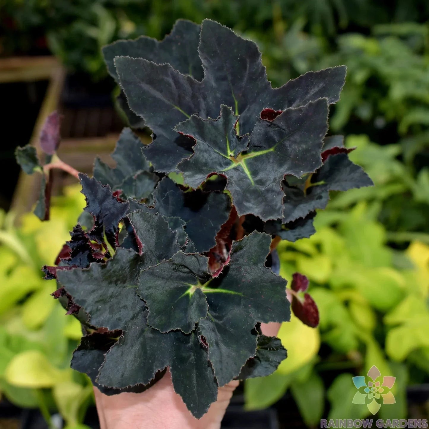 Black Fancy Begonia Seeds – 25+ Count for Garden Planting – Begonia rex