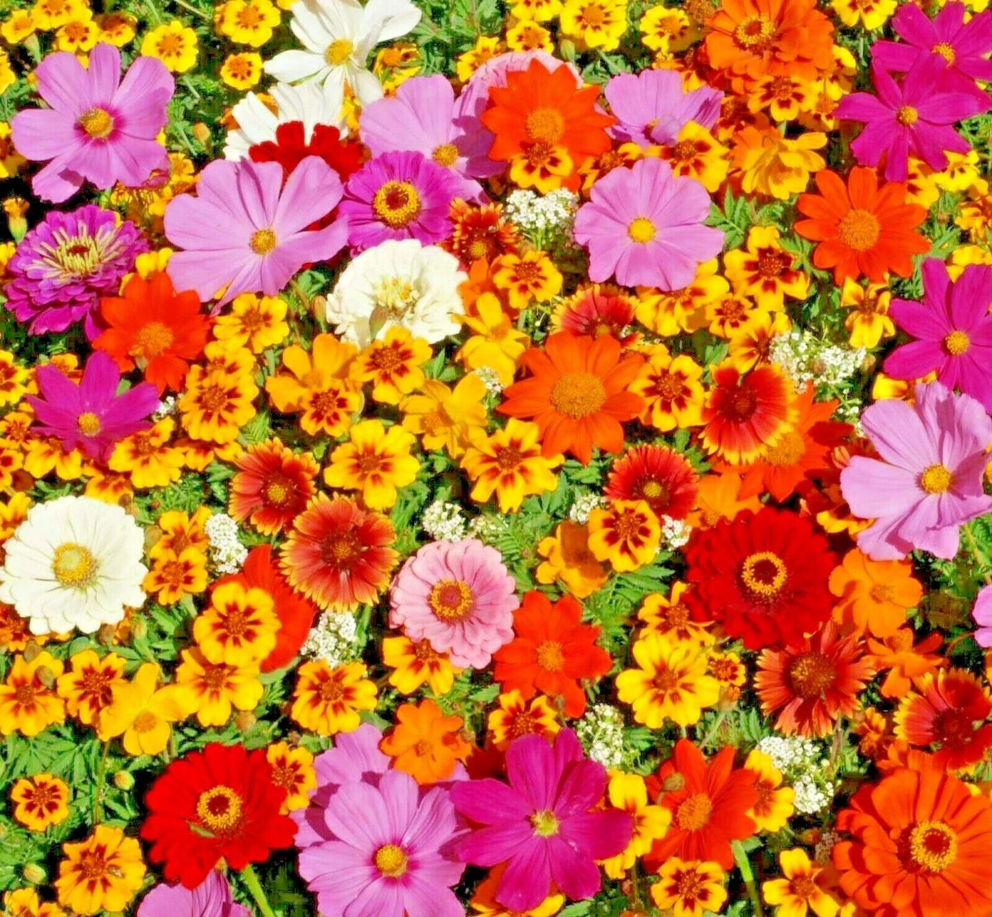 Native Wildflower Mix Seeds - 2001+ Tall Variety - 19 Flowering Annuals for Cut Flowers - Fast & Easy Growth