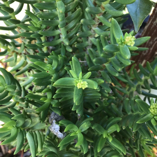Mini Pine Tree Cuttings - 4 Succulent Bonsai - Ideal for Indoor Plants - Perfect for Home Decor - Pinus spp.