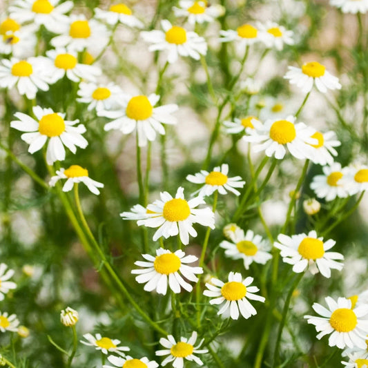 German Chamomile Seeds - 2025 Planting, Matricaria Chamomilla, Organic Herb Seeds for Home Garden