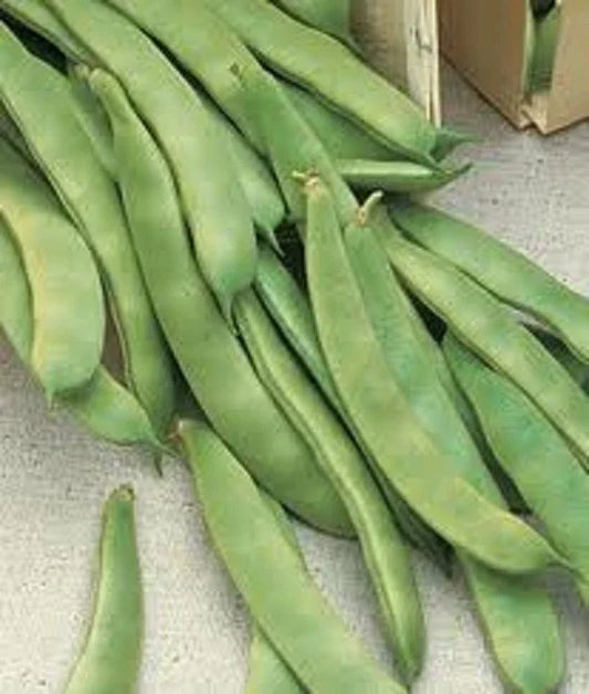 Romano Pole Bean Seeds - 20+ Italian Roma II - Brown/White Flat - Phaseolus vulgaris