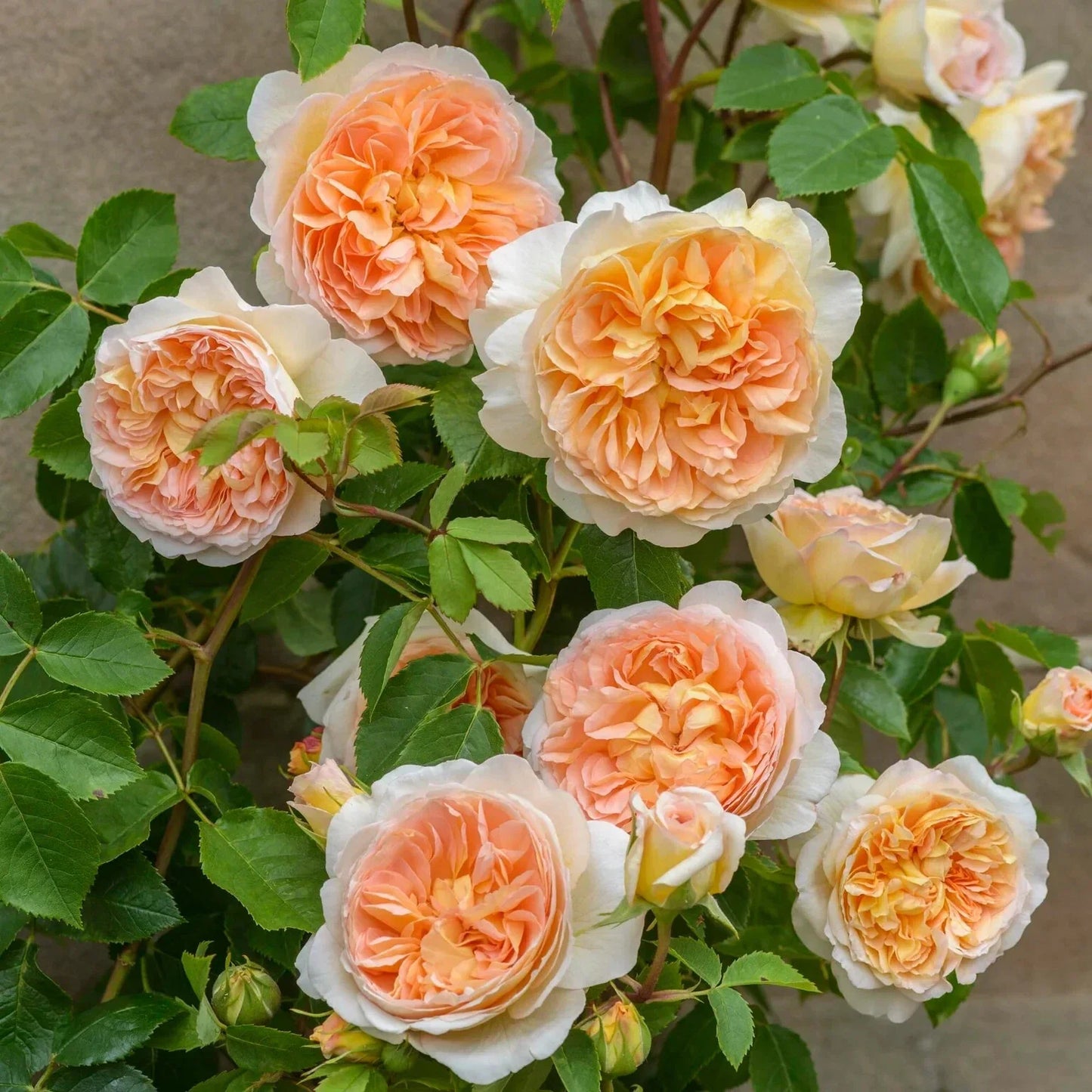 BATHSHEBA Live Rose Cuttings - 5-8" Long - David Austin Rose - Unrooted Fresh Cuttings - Perfect for Gardening
