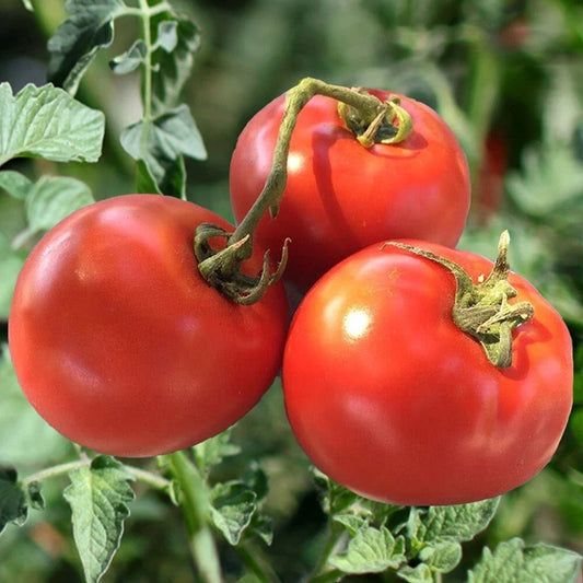 Heirloom Tomato Seeds - 30+ Organic Non-GMO Drought Resistant - Solanum lycopersicum