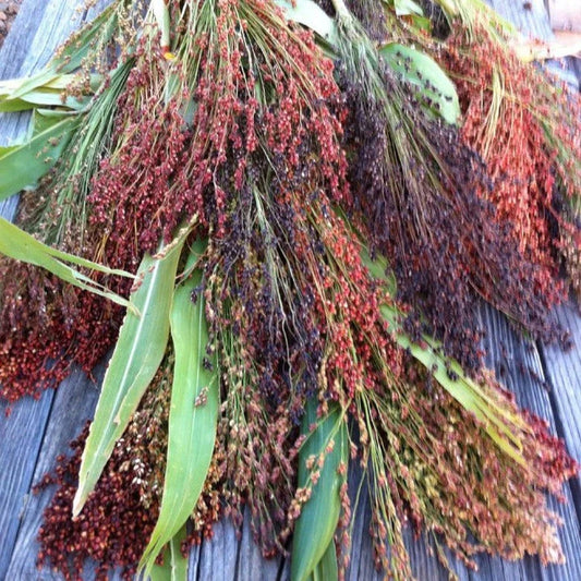 Rainbow Colors Broom Corn Seeds - Mixed Colors Sorghum Bicolor for 2025 Planting