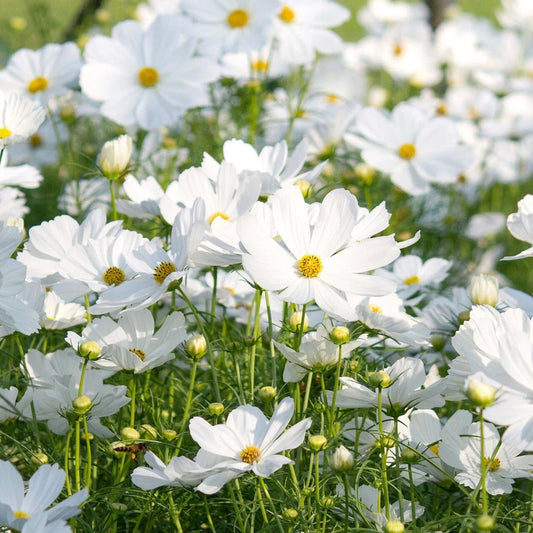 Cosmos Seeds - 200+ Count - Pure Variety for Garden Planting - Cosmos bipinnatus - USA Free Shipping
