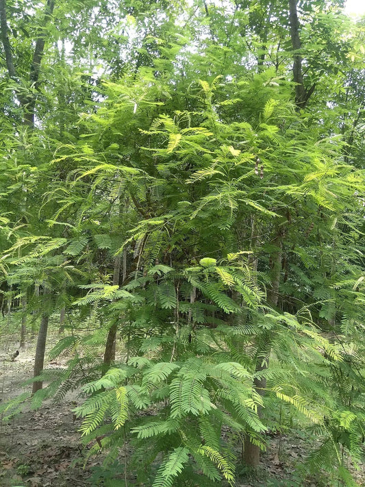 Acacia Senegalia Seeds - 30 Black Cutch Tree Seeds - Catechu Variety for Planting