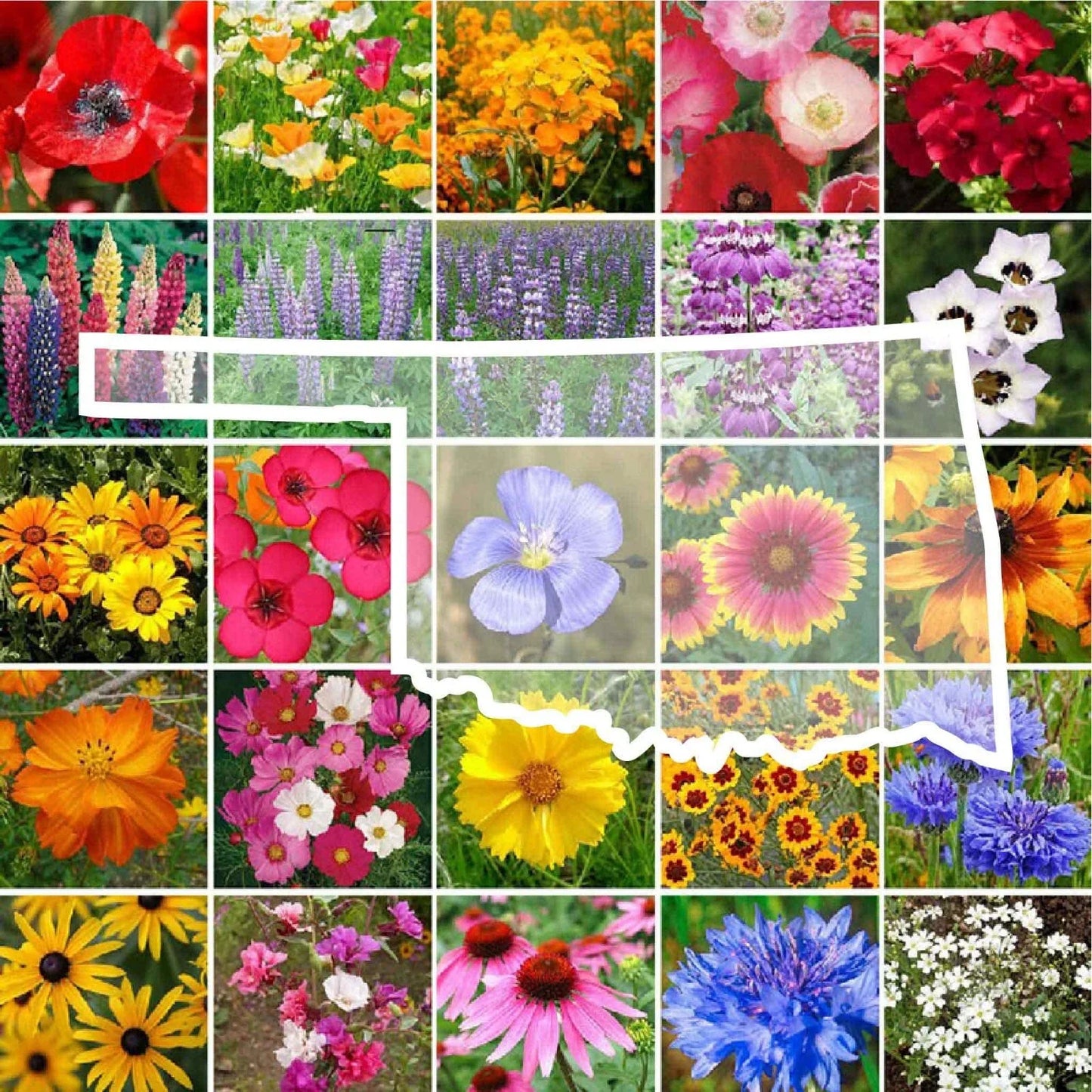 Wildflower Seed Mix - Oklahoma State Flower - Perennials & Annuals - Non-GMO - 1000 Seeds - Native Wildflowers