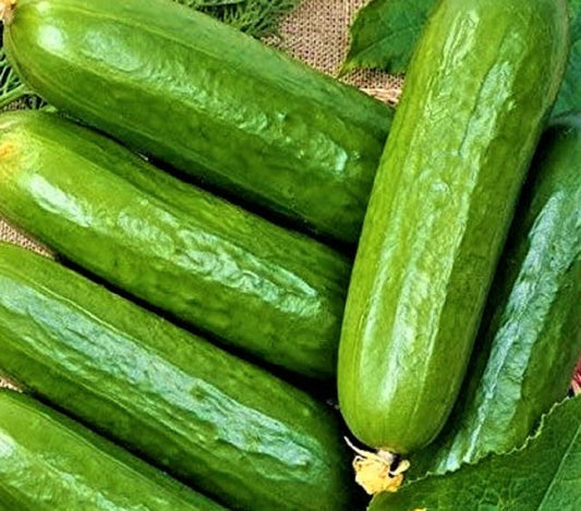 Cucumber Seeds 50 Count Non-GMO Ashley Long Variety Cucumis sativus