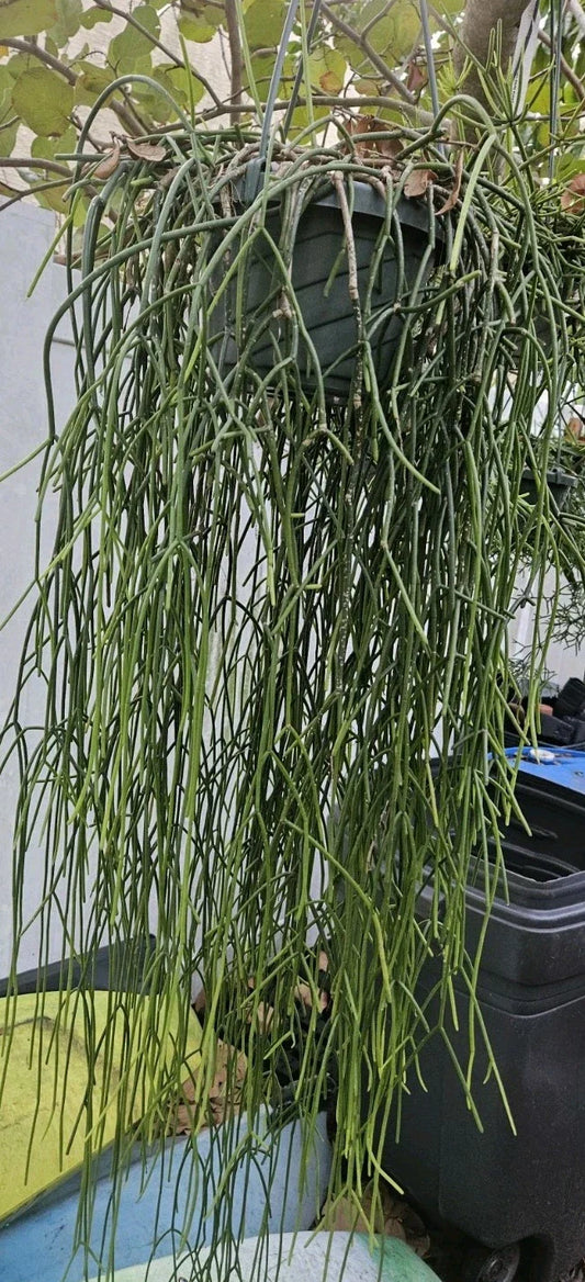 Rhipsalis Cuttings - 6 Epiphytic Cactus Cuttings with White Blooms - Rhipsalis baccifera ssp. baccifera
