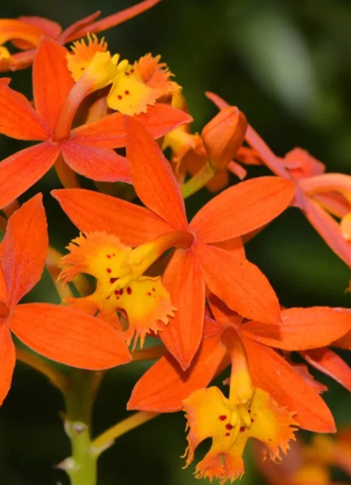 Bare Root Epidendrum radicans Orange Reed Stem Orchid Plant - Tropical Orchid Species for Home Garden
