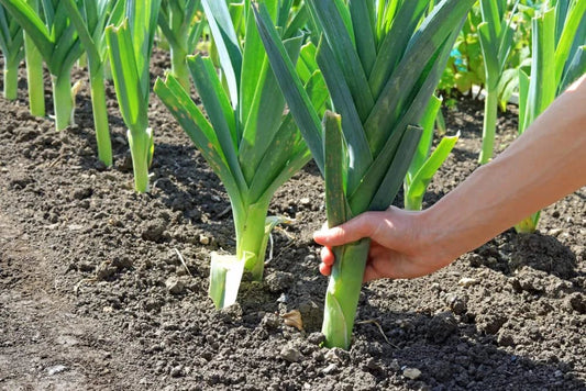 Leek Seeds for Planting - 50+ Fresh Garden Seeds, Ideal for Salads and Garnish, Allium ampeloprasum