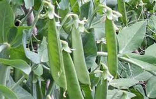 Lincoln Pea Seeds, Heirloom Non-GMO, 20+ Seeds for Perfect Peas, Pisum sativum