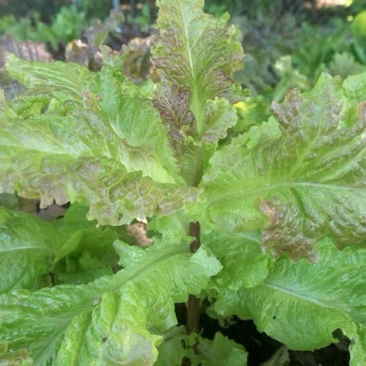Organic Prizehead Leaf Lettuce Seeds - 200+ Fresh Seeds - Heirloom Variety for Home Gardening - Lactuca sativa