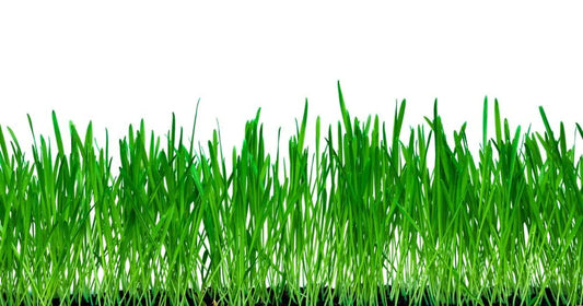No-Till Winter Rye Cover Crop Seeds 10 Lbs - Non-GMO Deer & Turkey Food Plot - Secale cereale