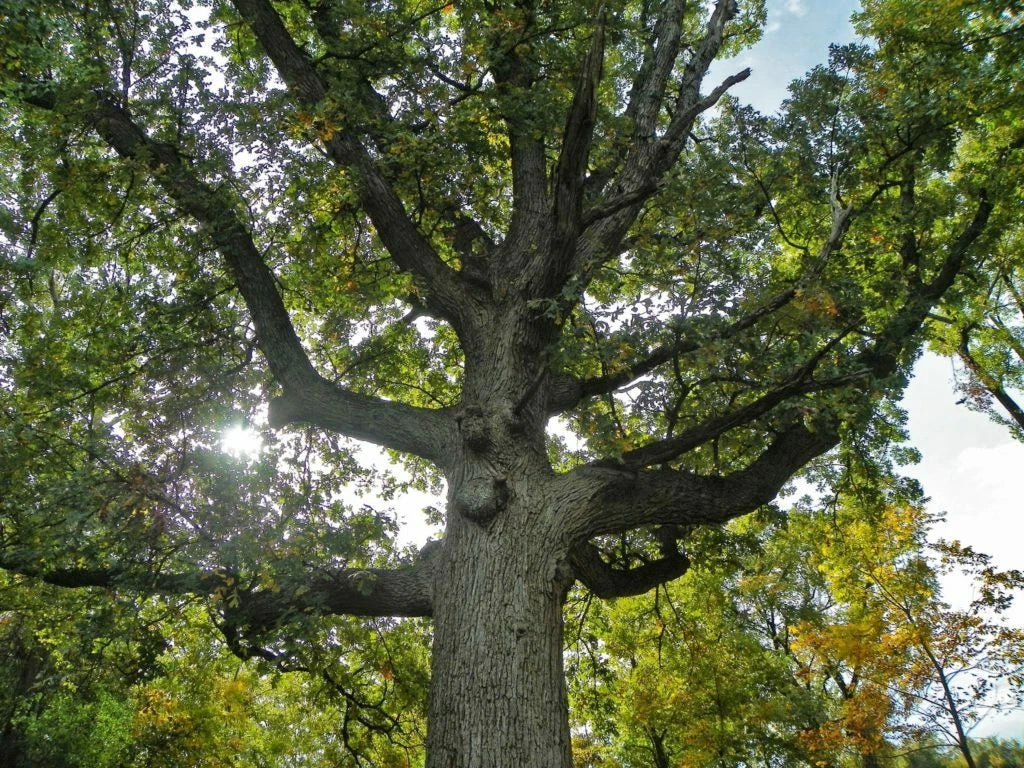 Bur Oak Tree - 24" Tall - Quercus macrocarpa - Container Plant with Free Orange Tree