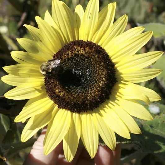 LEMON QUEEN SEEDS - 100+ Large Colorful Rare Wildflower Seeds - Helianthus annuus
