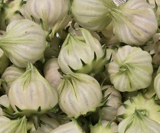 White Roselle Hibiscus Seeds - 25 Pack - Hibiscus Sabdariffa - Jamaican Sorrel