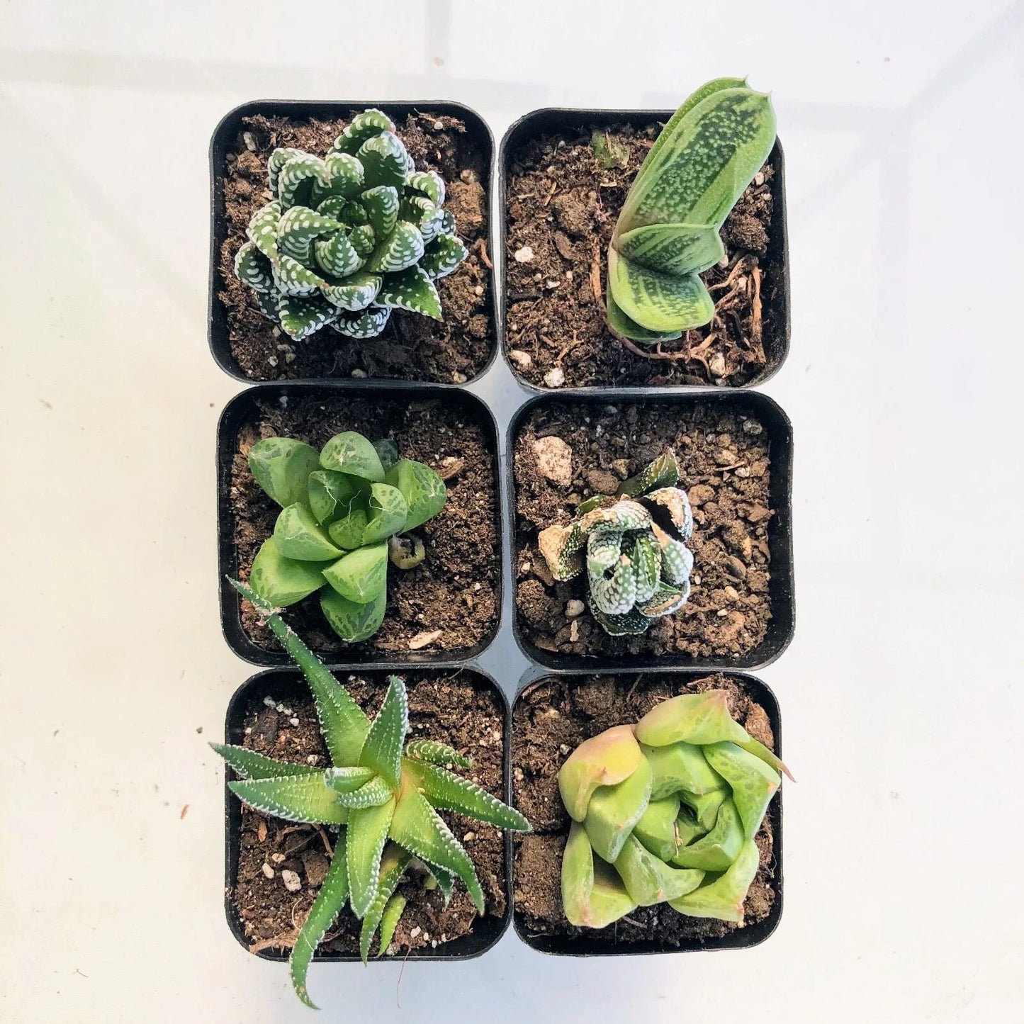 Live Haworthia Succulent Plant 2" or 4" Fully Rooted Indoor Wedding Favor - Haworthia Attenuata