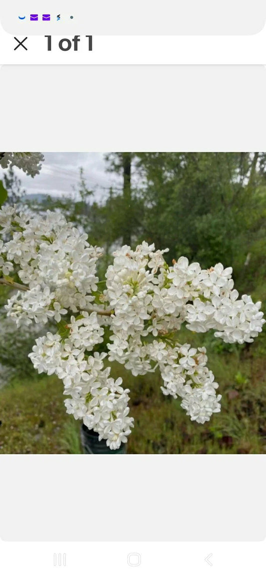 Bare Root Lilac Bushes - 10 Pack, Purple & White Varieties with Planting Instructions - Syringa spp.