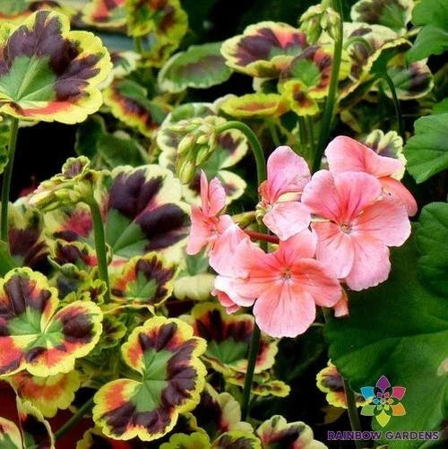 Mrs. Henry Cox Geranium Seeds - 25+ Color Variety - Ideal for Garden - Pelargonium x hortorum
