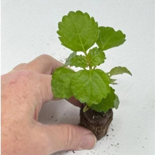 Plectranthus Swedish Ivy Green Live Rooted Starter House Plants - Indoor Gardening, Easy Care, Air Purifying