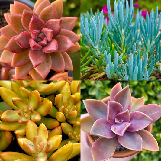 Rainbow Succulent Bundle - 4 Colorful Live Succulents/Cuttings - Variety May Vary - Ideal for Home Decor, Gardens