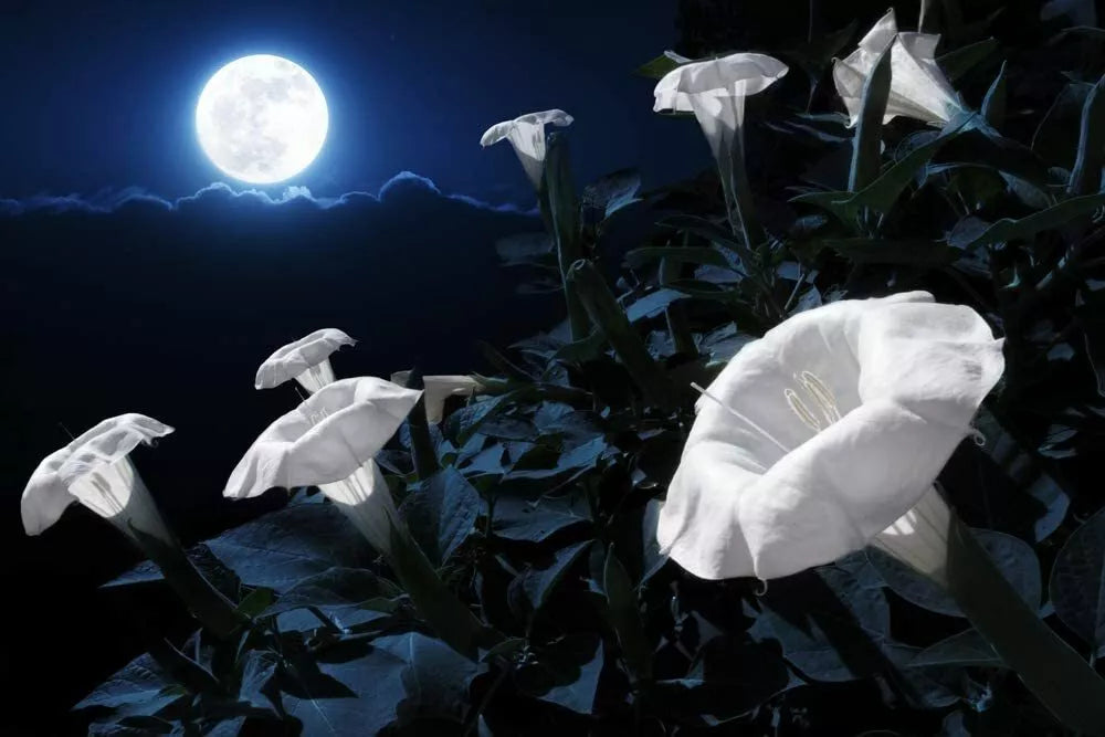 Tropical White Knight Vine Seeds - 20 Pack - Night-Blooming, Reflects Moonlight - Exotic Plant (Scientific Name: Ipomoea alba)