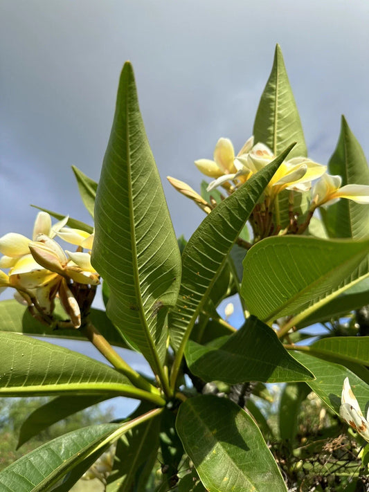 Yellow Plumeria Starter Cutting - Triple Head - Fresh Plant Cutting - Plumeria spp. - 10 Inch