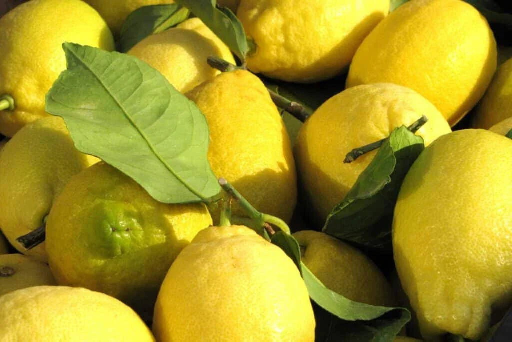 Corsican Citron Lemon Seeds - 5+ Pack for Garden Planting - Citrus medica - USA Grown
